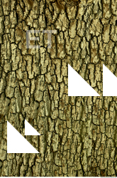 Tree Bark