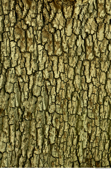 Tree Bark