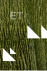 Tree Bark