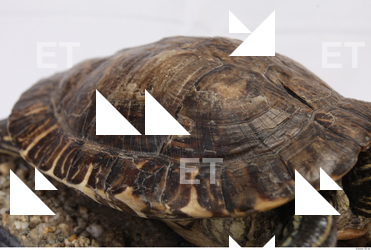 tortoise shell 0002