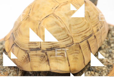 tortoise shell 0027