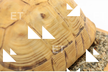 tortoise shell 0035
