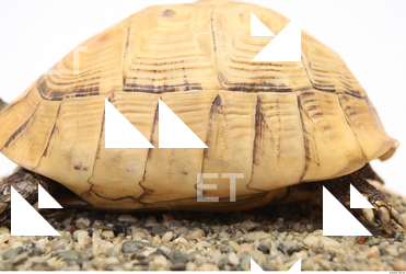 tortoise shell 0032