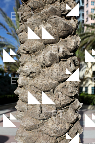 tree palm bark 0001
