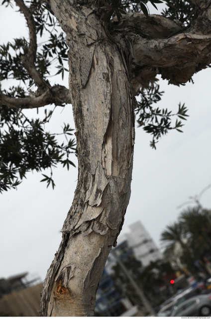 Tree Bark