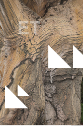tree bark 0010