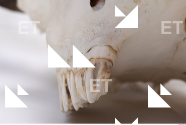 animal skull teeth 0008