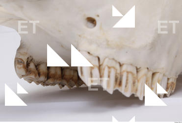 animal skull teeth 0004