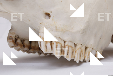 animal skull teeth 0003