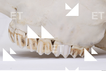 animal skull teeth 0001