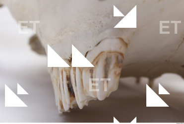 animal skull teeth 0009