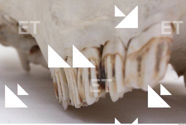 animal skull teeth 0010