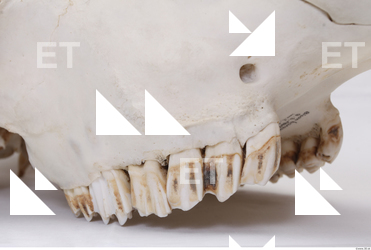 animal skull teeth 0013