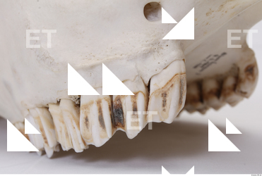 animal skull teeth 0015