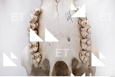 animal skull teeth 0018