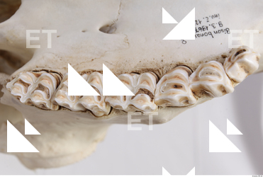 animal skull teeth 0019