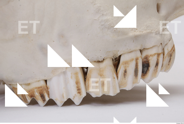 animal skull teeth 0017