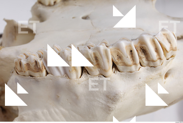 animal skull teeth 0021