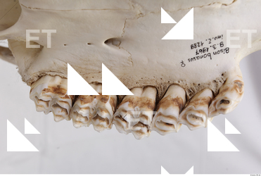 animal skull teeth 0026