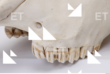 animal skull teeth 0029