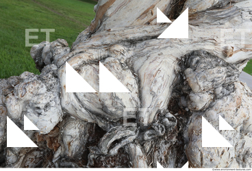 Tree Bark