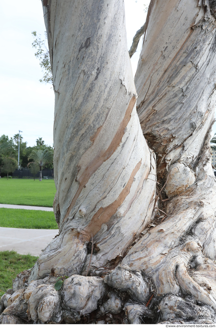 Tree Bark