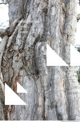 Tree Bark