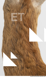 Fur