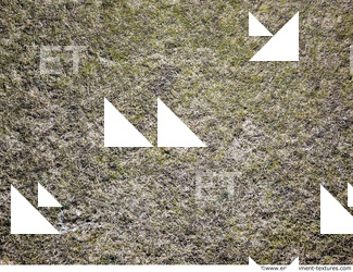 grass dead 0015