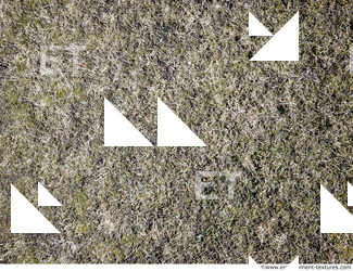 grass dead 0023