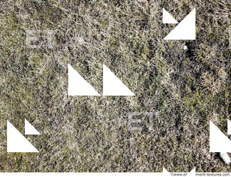 grass dead 0020