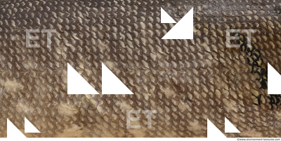 Fish Scales