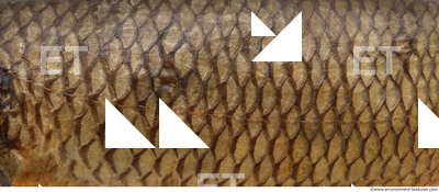 Fish Scales