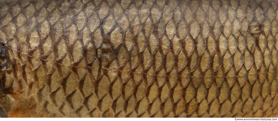 Fish Scales