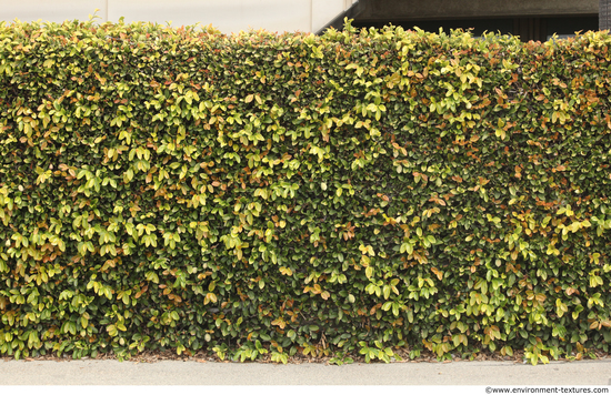 Hedges