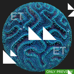 PBR substance material of coral created in substance designer for graphic designers and game developers