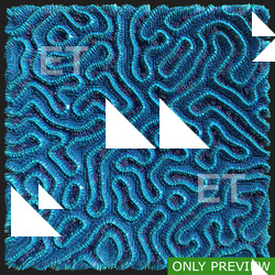 PBR substance material of coral created in substance designer for graphic designers and game developers