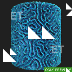 PBR substance material of coral created in substance designer for graphic designers and game developers