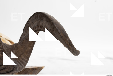 mouflon skull antlers 0022