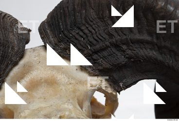 mouflon skull antlers 0029