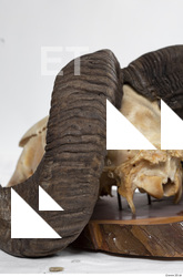 mouflon skull antlers 0031