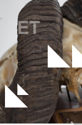 mouflon skull antlers 0032