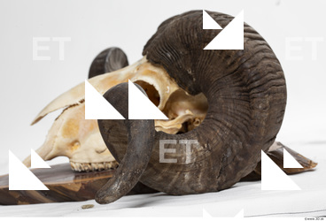 mouflon skull antlers 0033