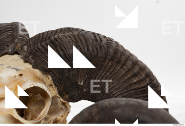 mouflon skull antlers 0037