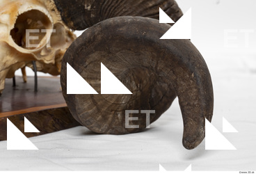 mouflon skull antlers 0038