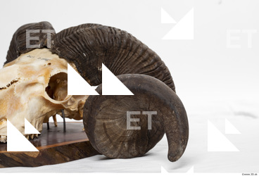 mouflon skull antlers 0039
