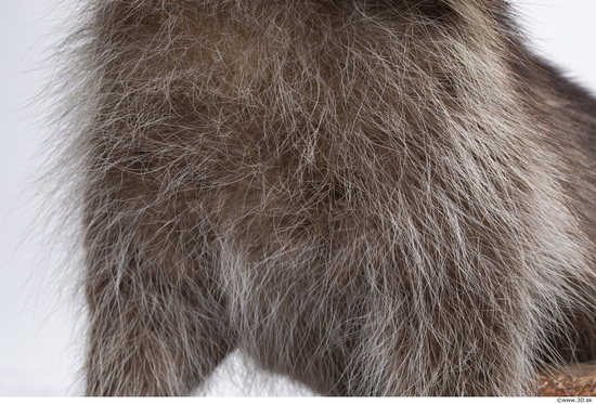 Fur