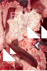 RAW meat pork viscera 0008