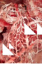 RAW meat pork viscera 0013