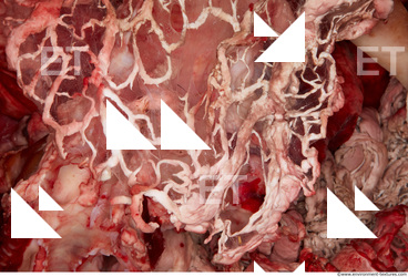 RAW meat pork viscera 0014